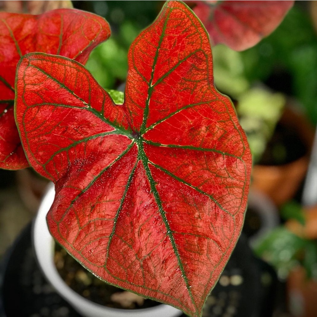 Caladium Red Arini / keladi hias / bunga keladi / tanaman keladi hidup / caladium wayang /tanaman hias keladi / tanaman keladi / tanaman hias keladi murah / bibit keladi hias / keladi hias thailand / caladium thailand / keladi merah /bunga keladi plast