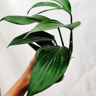 Tanaman Hias Philodendron Monstera Epipremnum pinnatum 