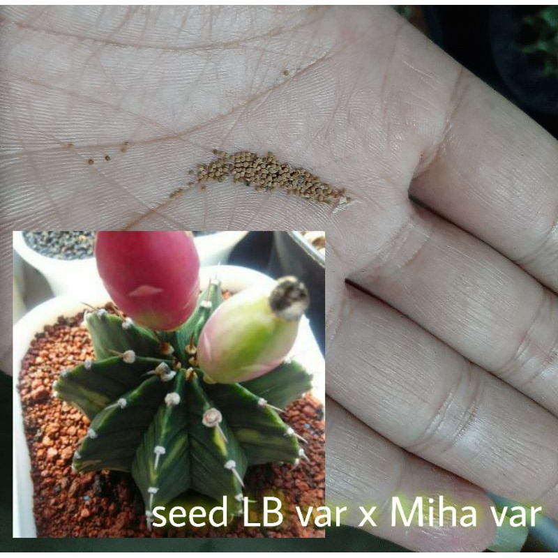 seed LB hybrid varigata x miha varigata
