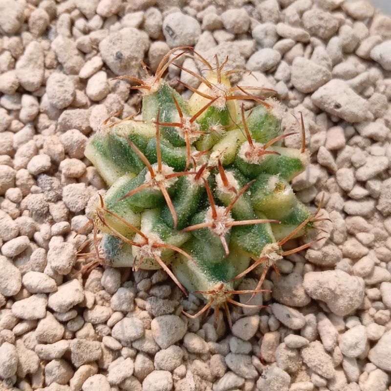 Kaktus Miha Papaya | Gymnocalycium Mihanovichii Variegata Papaya | Gymno | Miha | Papaya | Variegata