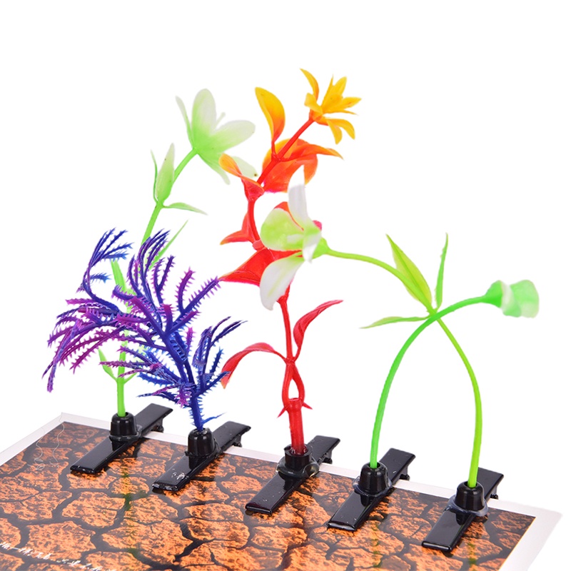 Tanaman Bunga Rumput Jamur