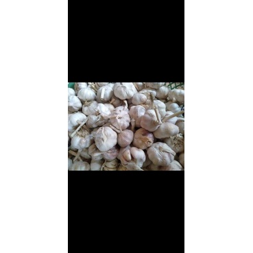 

bawang putih
