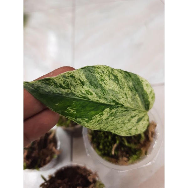 epipremnum sp bali varigata