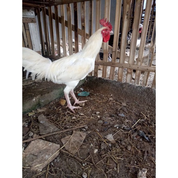 

ayam kampung asli - daging ayam kampung asli - ayam jago - daging ayam kampung fresh - daging ayam - ayam