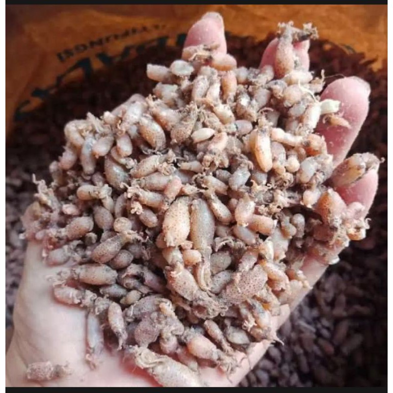 

baby cumi asin 250 g