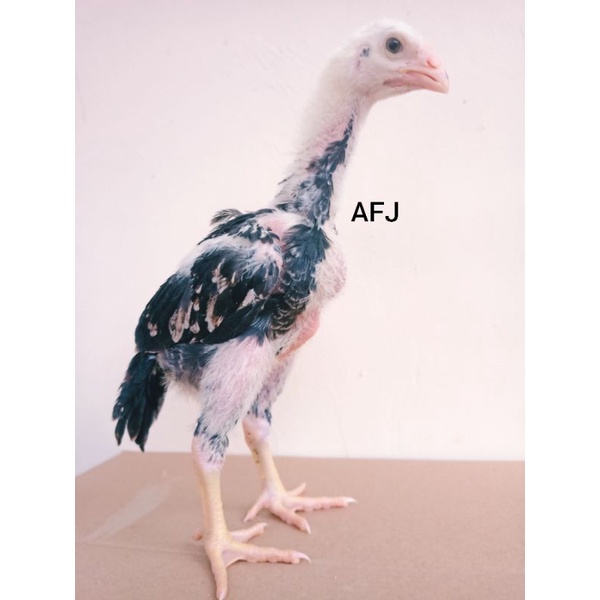 anakan Shamo Eropa dan japan