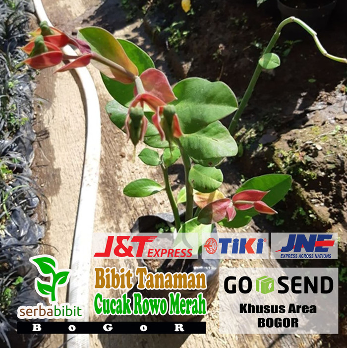 Bibit Bunga Cucak Rowo Merah