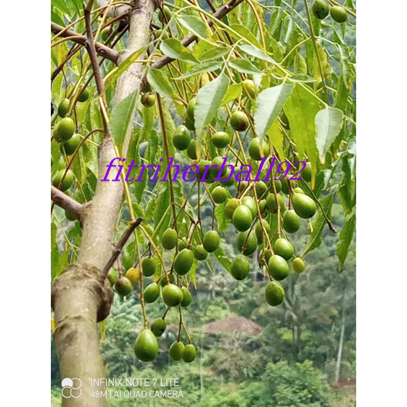 

buah biji mimba atau buah pohon mimba buah Mindi segar 500g