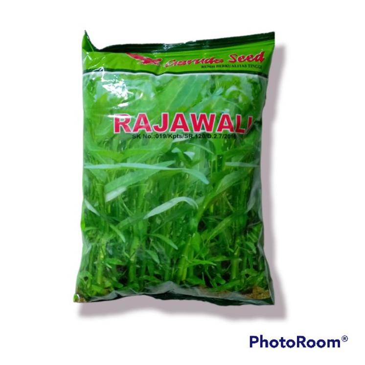 Terbaru.. Benih Kangkung Rajawali