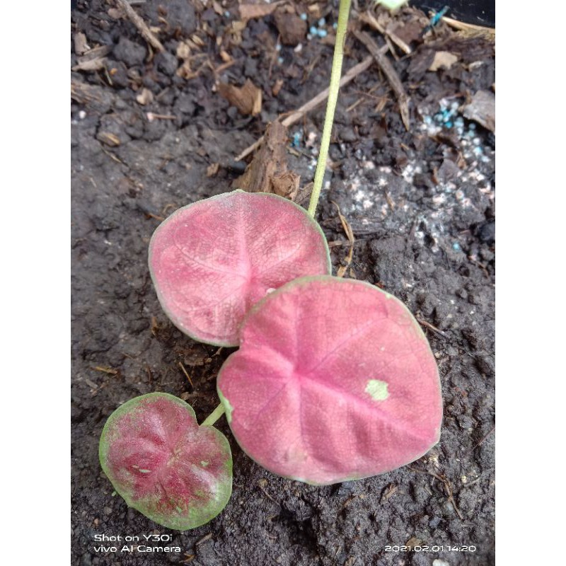 

Makanan Ringan Kerupuk Ubi (Pingki Boy)