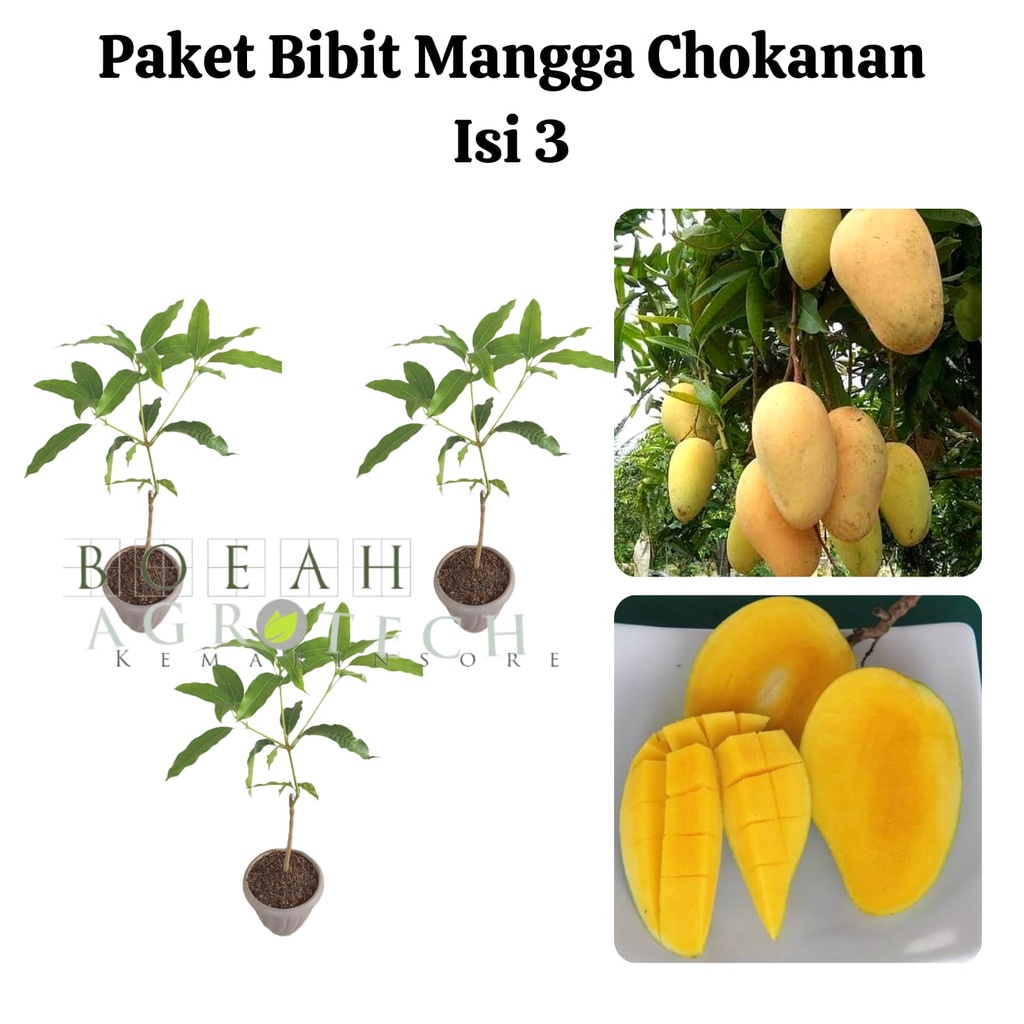 Paket Hemat Bibit Mangga Chokanan Okulasi Isi 3 Bonus Bibit Strawberry+Polibag