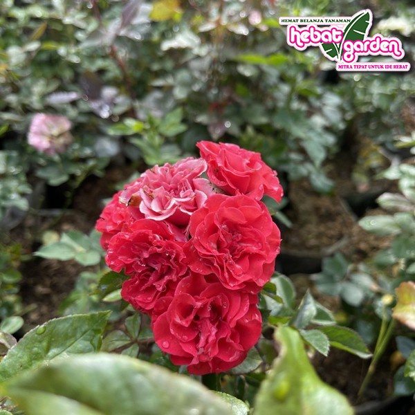 Tanaman Hias Bunga MAWAR baby rose merah  bandung Outdoor - Hebat Store