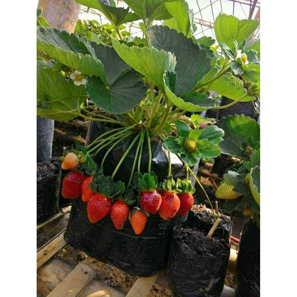 Bibit Buah Stroberi / Strawberry California Jumbo