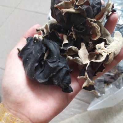 

Jamur Kuping Kering / White Black Fungus 100 gram