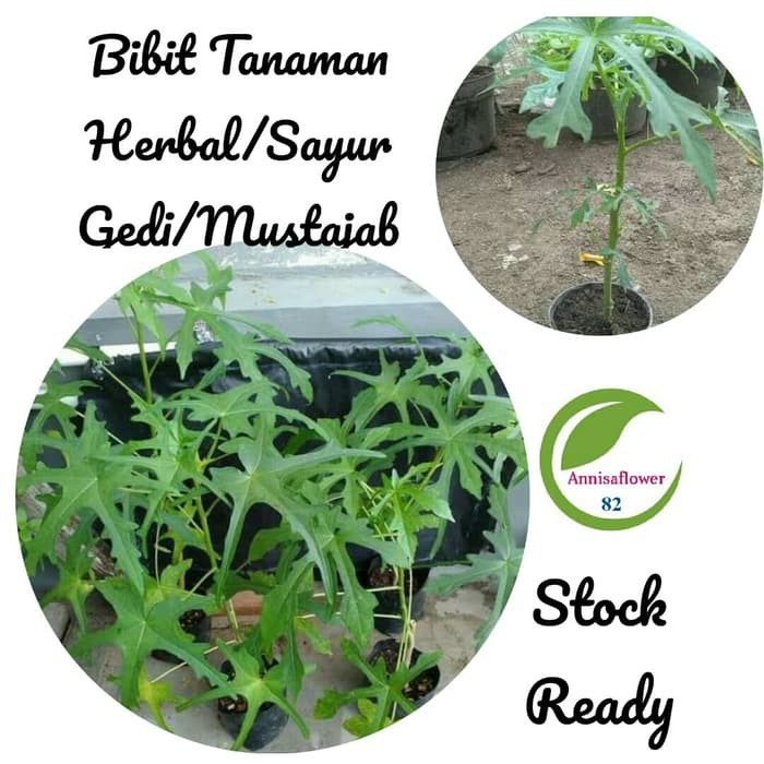 Bibit Tanaman Daun Gedi/Kalingsir/Pohon Daun Gedi Daun Mustajab/Herbal