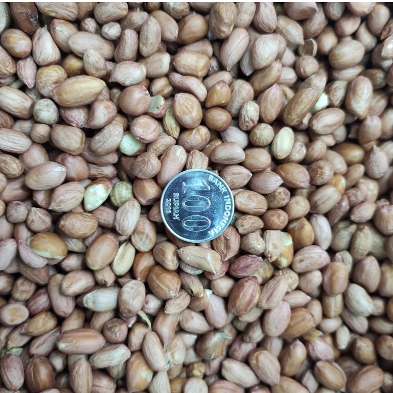 KACANG TANAH KUALITAS PREMIUM HSD 1 KG