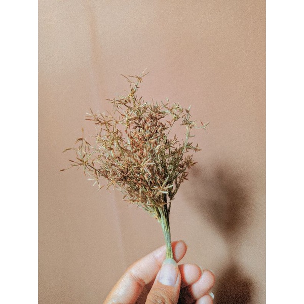 bunga kering aesthetic/bunga rumput teki