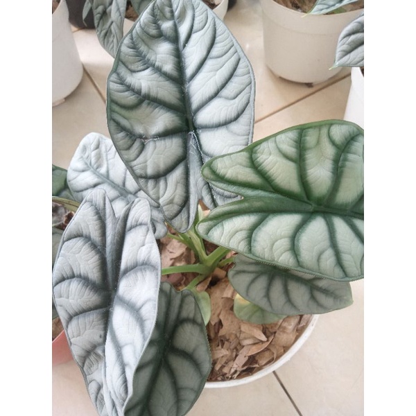 Tanaman Alocasia silver dragon ukuran remaja