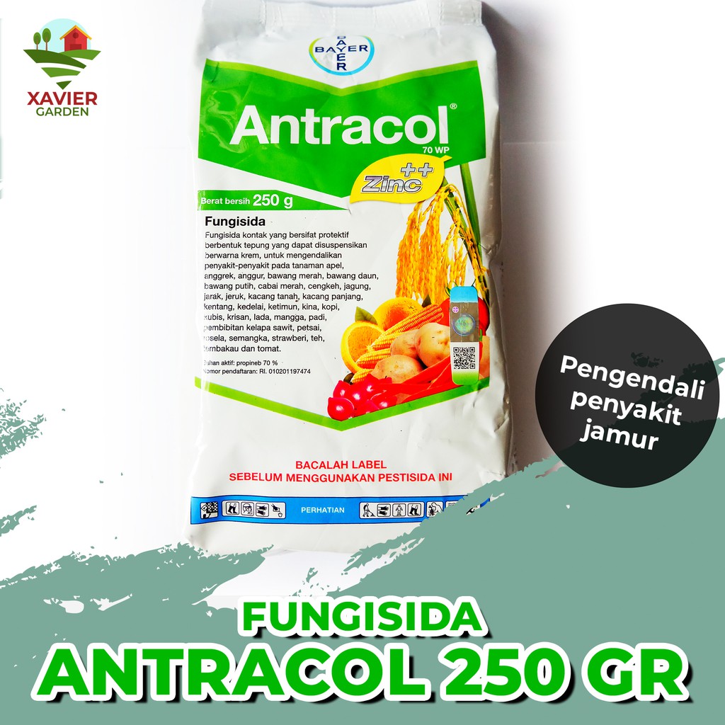 Fungisida Antracol Mengendalikan Penyakit Jamur Pada Tanaman