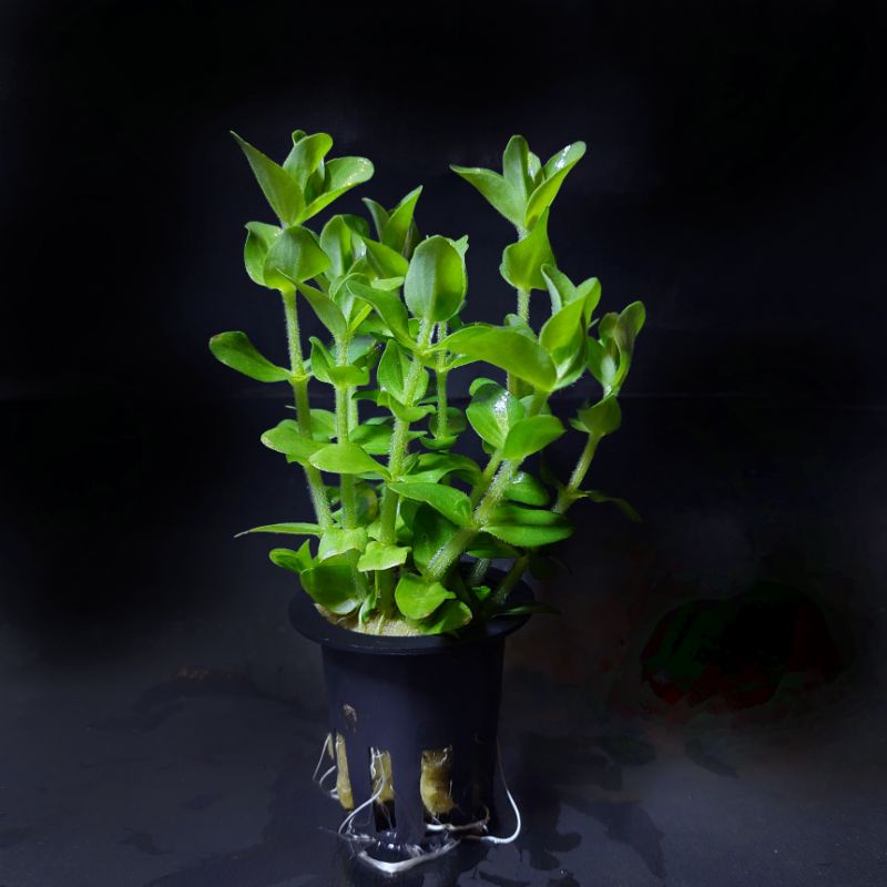 Bacopa Caroline ( Tanaman Aquascape Tumbuhan Air Hiasan Aquarium Hidup )