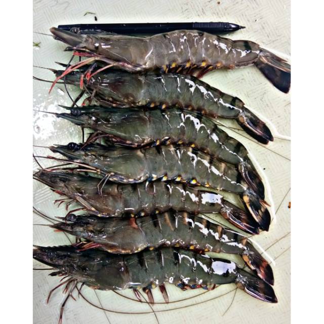 

UDANG PANCET SEGAR SIZE 30/35 1KG