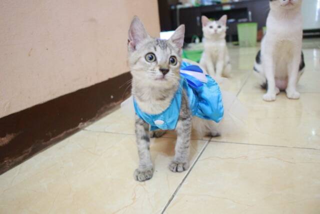 Dress princess elsa frozen V.3 untuk kucing dan anjing lucu murah meriah terlaris size S-XL