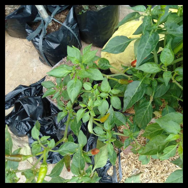 Best Seller Pohon Cabe Sudah Ada Cabenya Shopee Indonesia