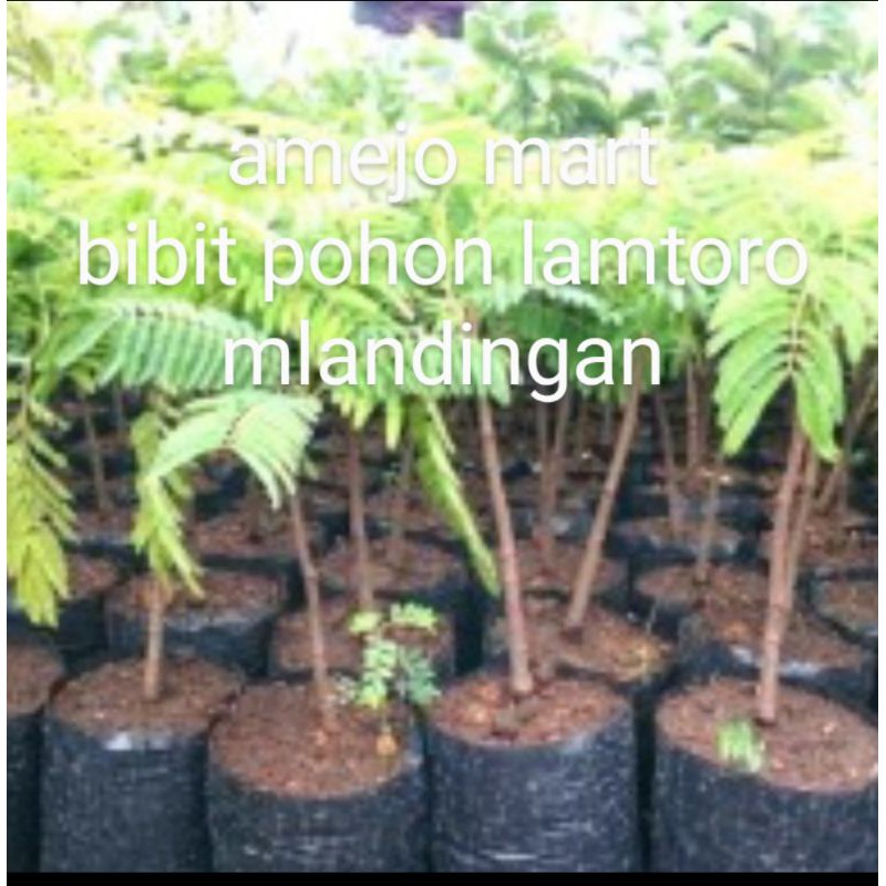 TERMURAH POHON BIBIT LAMTORO MLADINGAN PETE CINA
