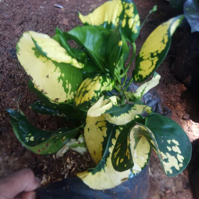 Tanaman Hias Puring Apel - Tanaman Puring Apel