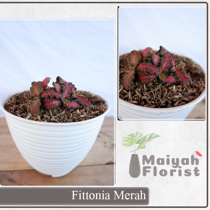 Fittonia Merah - Tanaman Daun