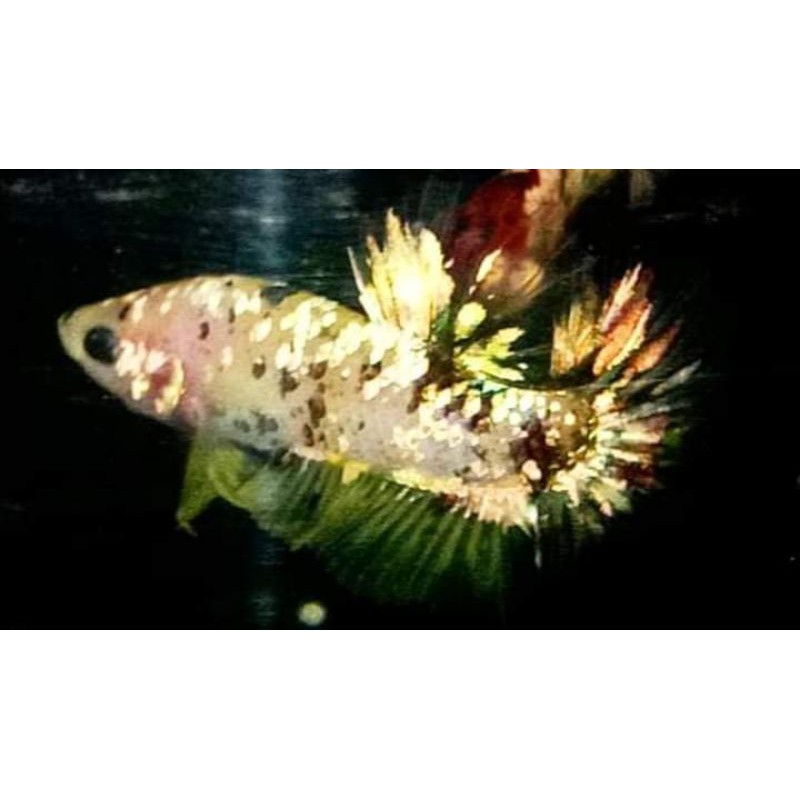 Red Koi Cooper Gold