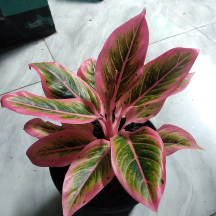 MURAH Tanaman hias aglonema lotus delight - pohon aglonema lotus