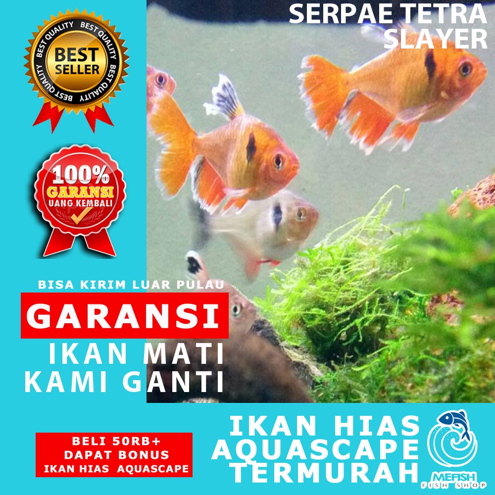 920 Koleksi Video Ikan Hias Aquarium Air Laut Terbaru