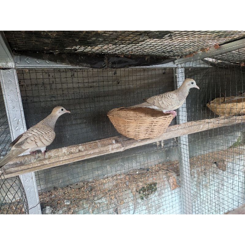 Burung perkutut - Silver Udan Mas Manik Merah