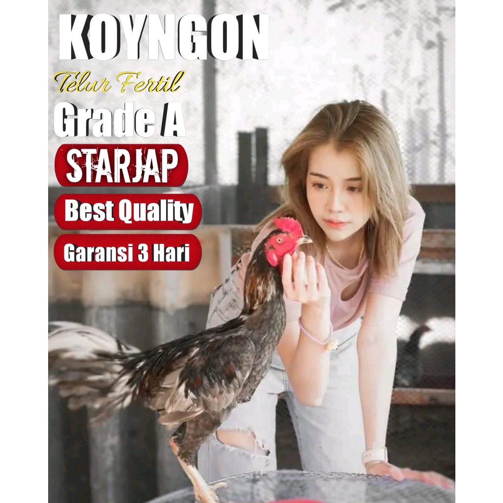ayam bangkok asli koyngon thailand super brutal telur fertil