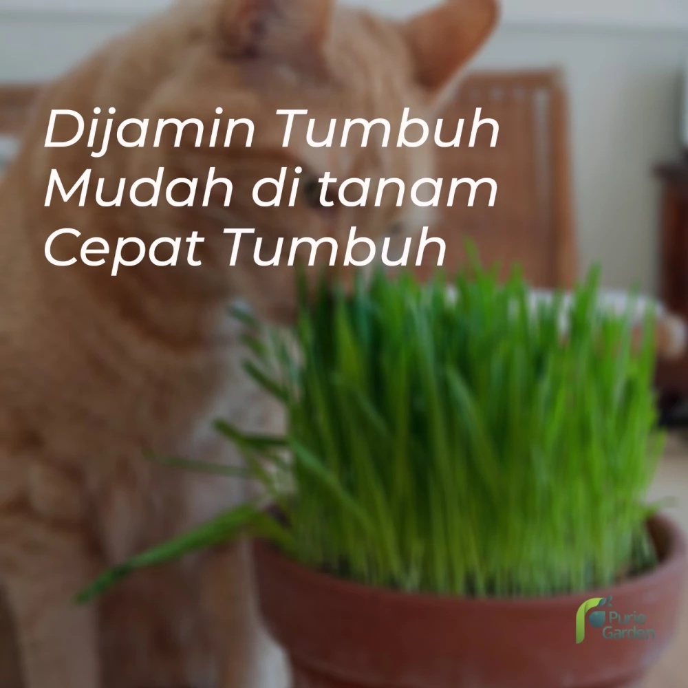 Cat Grass Rumput Kucing Wheatgrass Biji Bibit 500 Benih PG KDR