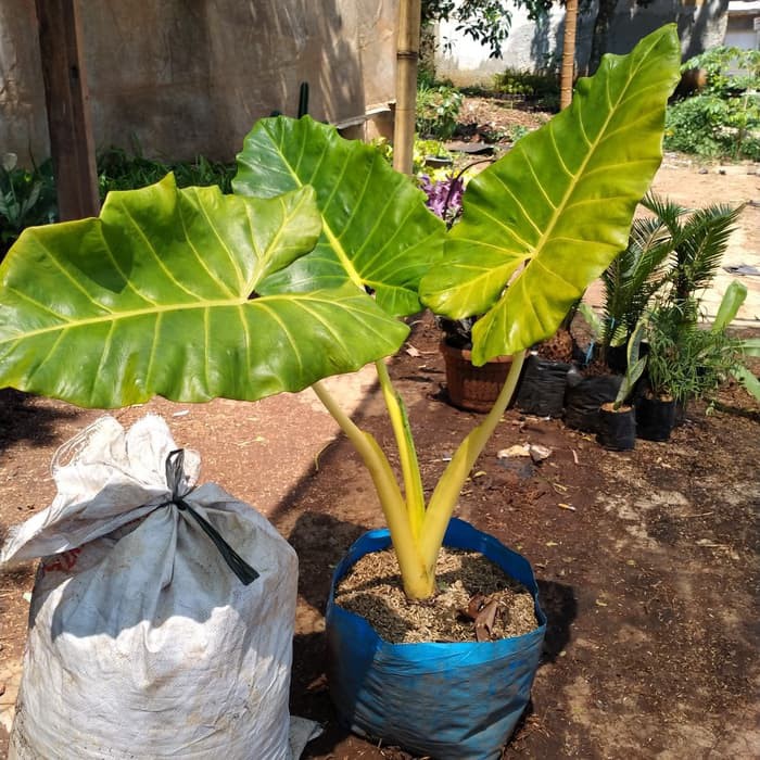 Tanaman Hias Keladi Sente Variegata Sizebesar Alocasia Sente Variegata Shopee Indonesia