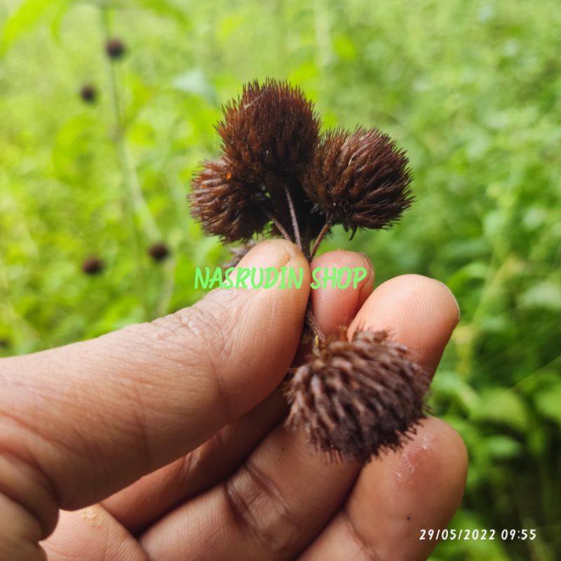 

[Fresh] JUAL BUNGA POMPOM 30 TANGKAI BUNGA POM POM KERING DAN SEGAR BUNGA HYPTIS CAPITATA