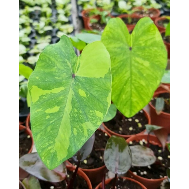 TANAMAN HIAS ALOCASIA MIDORI SOUR