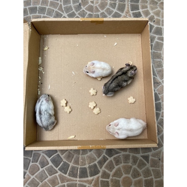 hamster winter white JAnTAN indukan 4-5bln