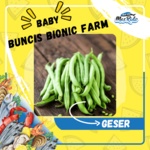 

Buncis Segar Baby 250 Gram