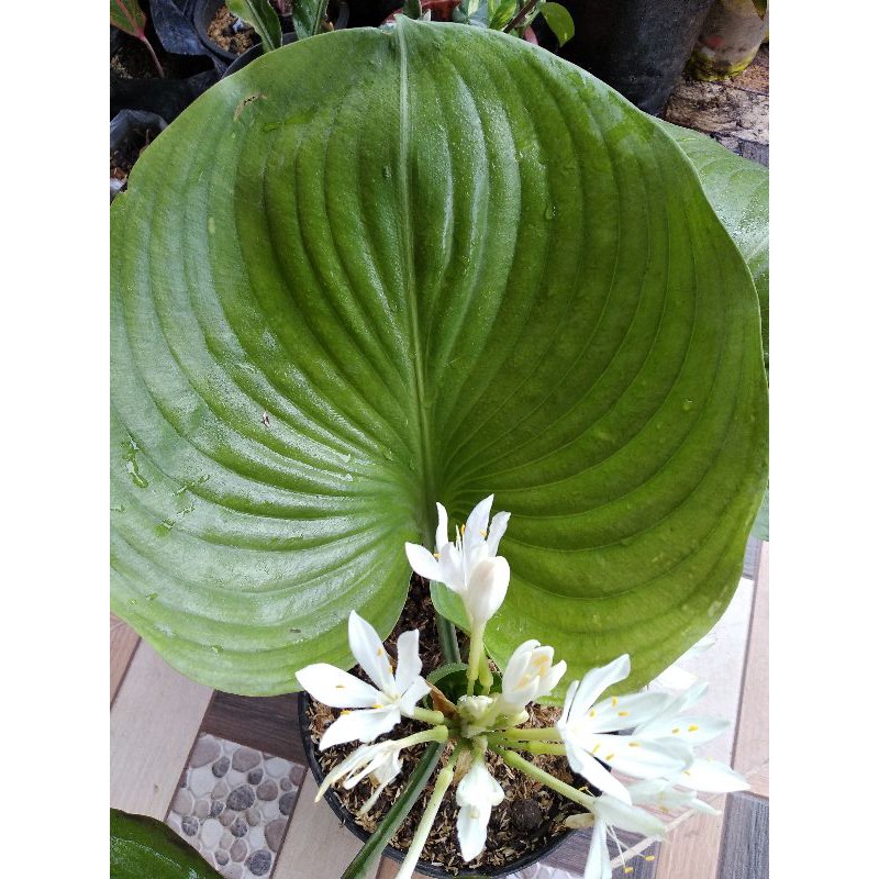 Tanaman Hias Keladi Tapak Kuda Shopee Indonesia