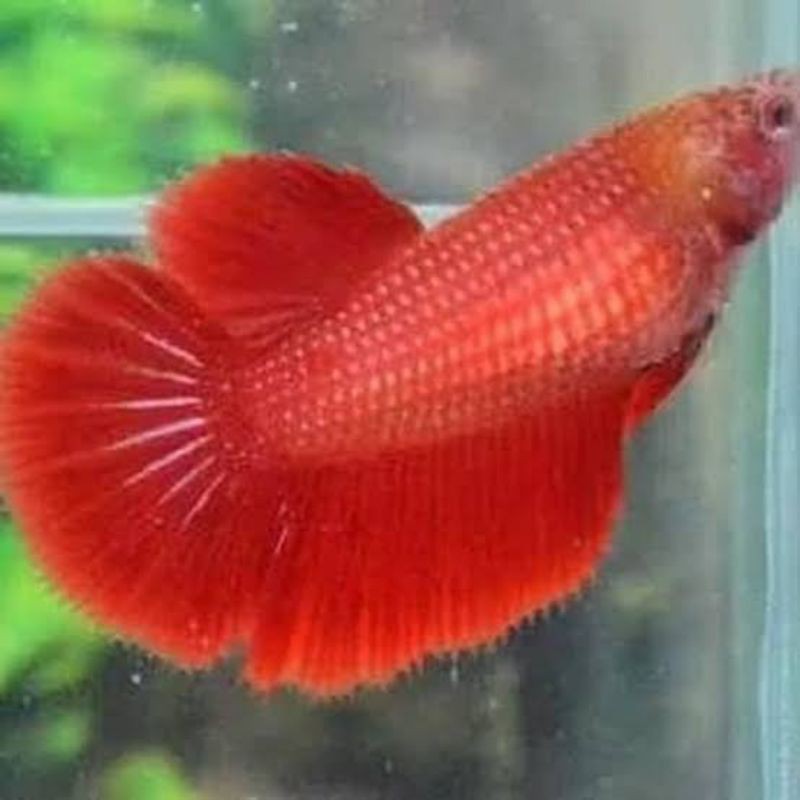 IKAN CUPANG HIAS HALFMOON HM SUPER RED FEMALE BETINA