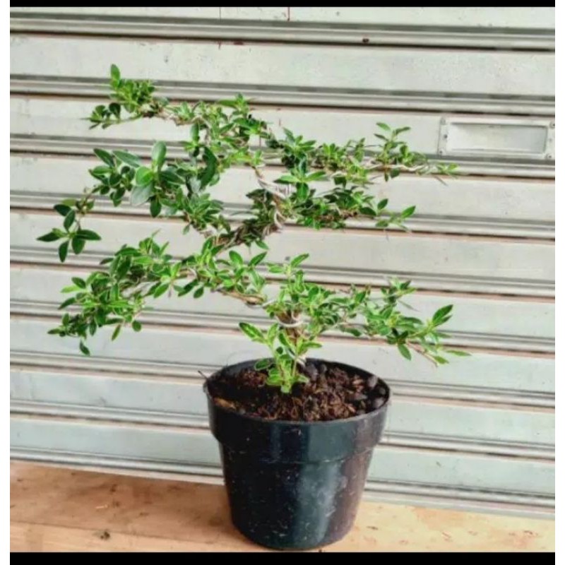 bonsai mame mirten hingkip