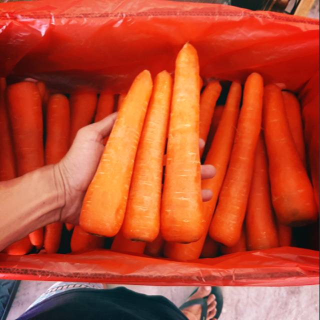 

Wortel Impor Fresh Berastagi