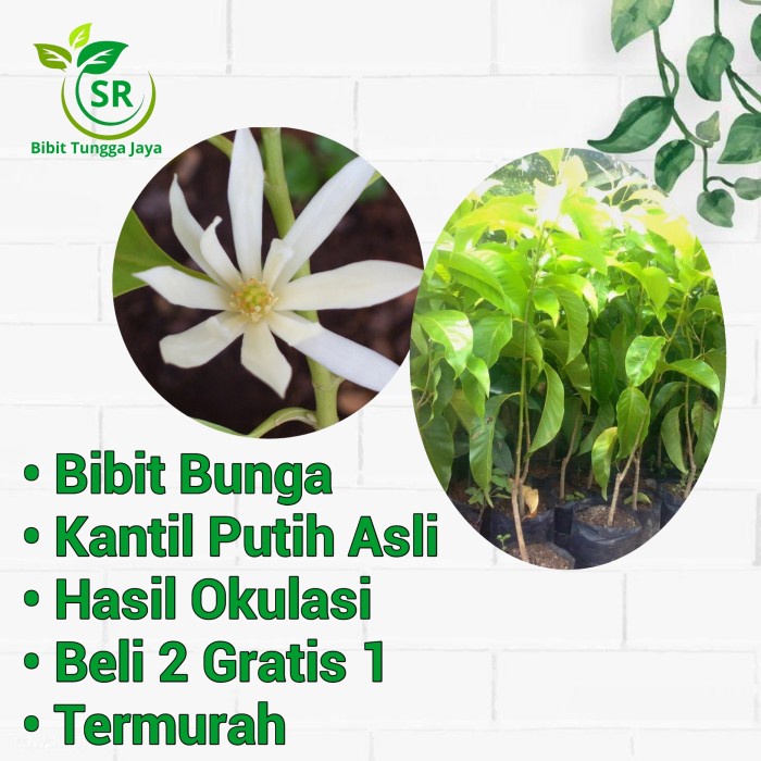 Tanaman Bibit Tanaman Bunga Kantil/Cempaka Putih Asli