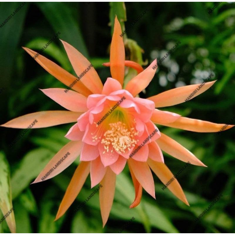 Tanaman Hias Wijaya Kusuma Orange Giant - Bunga-bunga hidup murah-bunga wijaya kusuma-bunga gantung