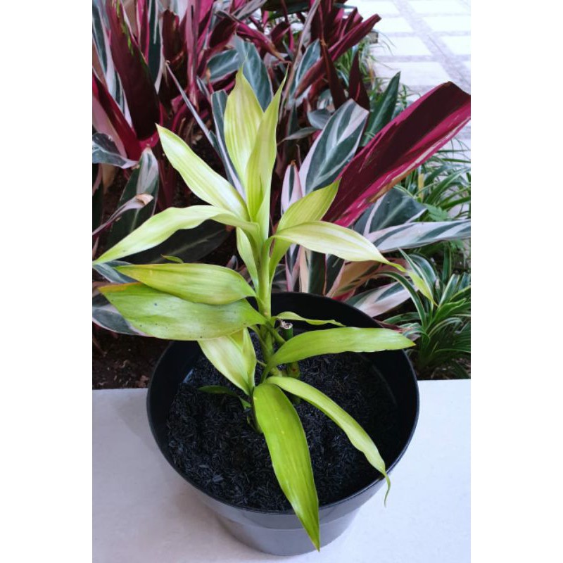 Grosir Paket Pot Bunga + Tanaman Hias + Media Tanam Murah Sri Rezeki Rejeki Kuning