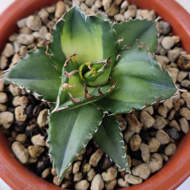 Agave Titanota 'Solar Eclipse'