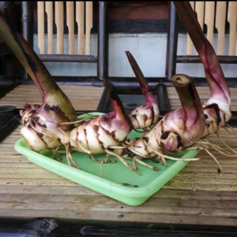 

UMBI GANYO MERAH DI JAMIN ASLI 1kg